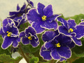 Grape Glory