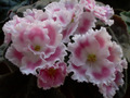 Фиалка Амадеус Pink