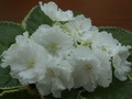 ЛЕ-Абигайль