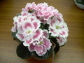 Фиалка Амадеус Pink