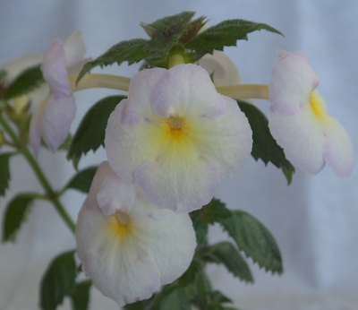  Rhapsody 