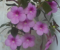 Ахименес Peach Blossom