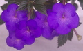 Ахименес Purple Triumph