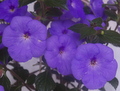 Ахименес Ever Blue