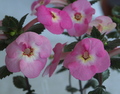 Ахименес Apple Blossom