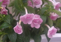 Ахименес Double Pink Rose