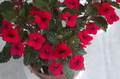 Ахименес Red Elfe