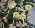 Ахименес Yellow English Rose