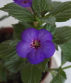 Ахименес Violette Charm