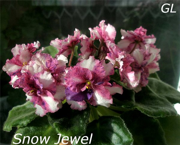  Snow Jewel 