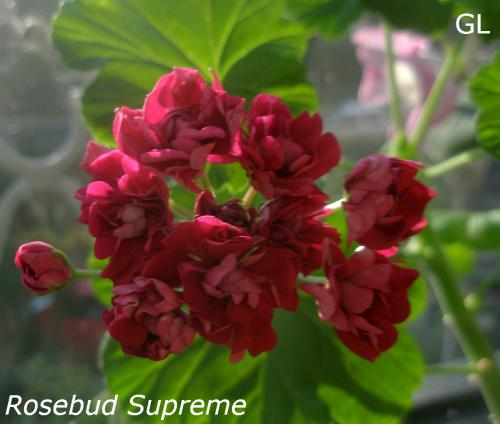  Rosebud Supreme 