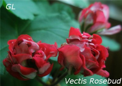   Vectis Rosebud 