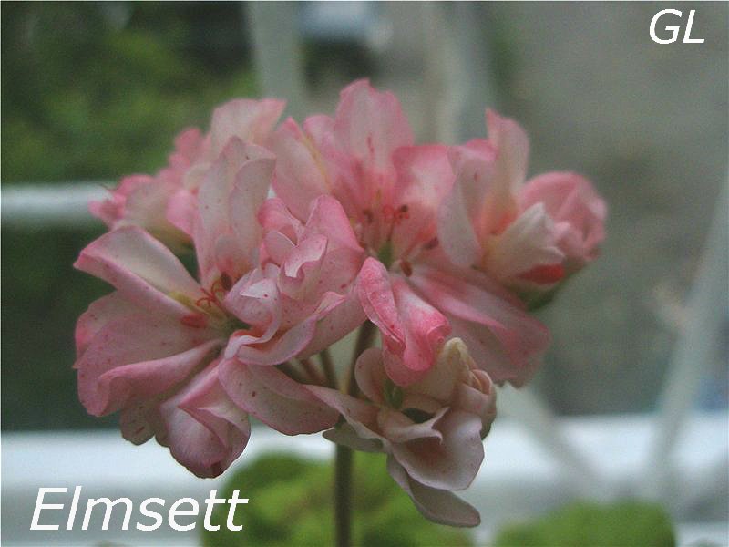  'Elmsett' 