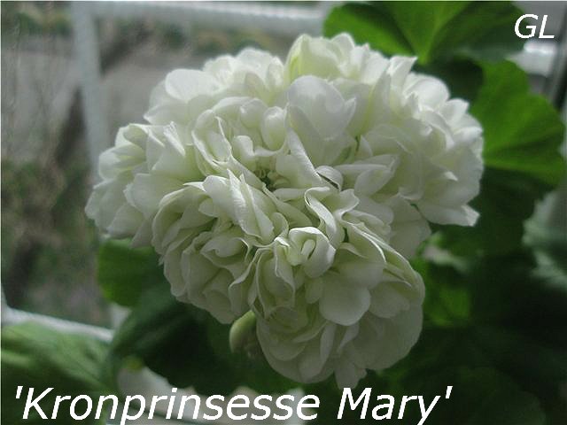  Kronprinsesse Mary 