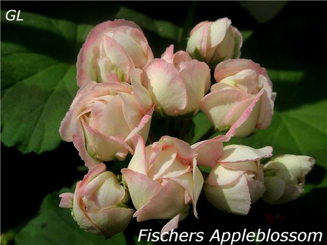  Fischers Appleblossom 