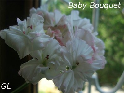  Baby Bouquet 
