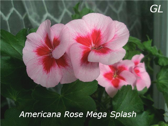  Americana Rose Mega Splash. 
