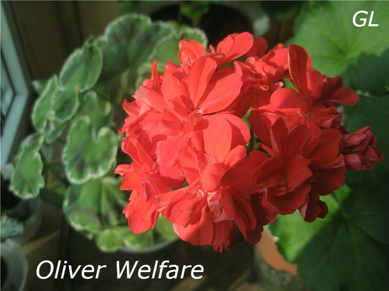  Oliver Welfare 