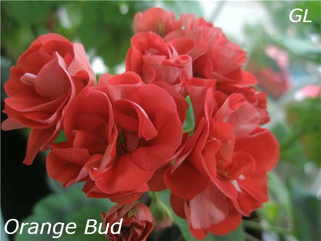  Orange Bud 
