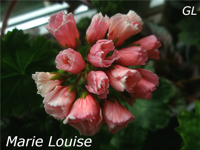  Marie-Louise 