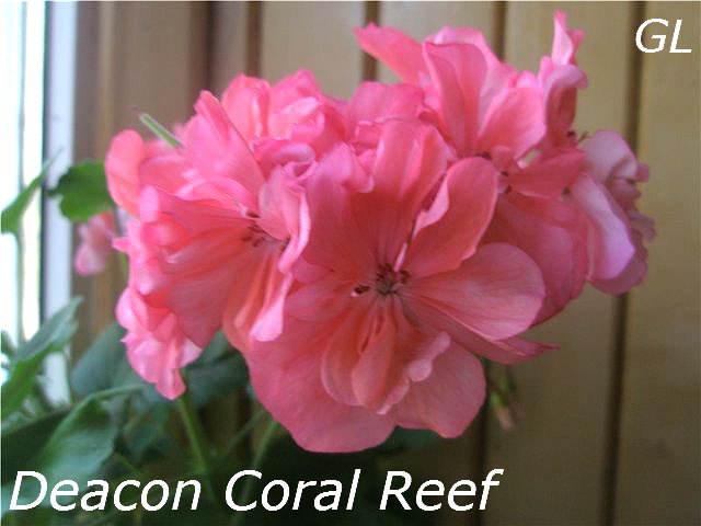  Deacon Coral Reef 