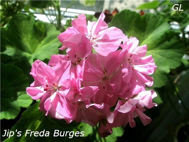  'Jip's Freda Burges'. 