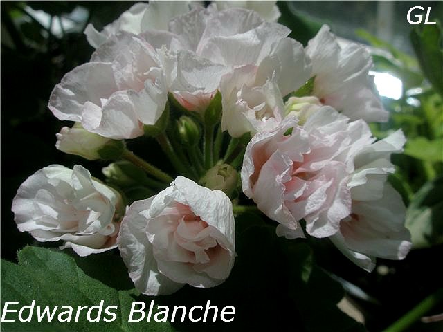  Edwards Blanche 