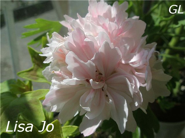  'Lisa Jo' 