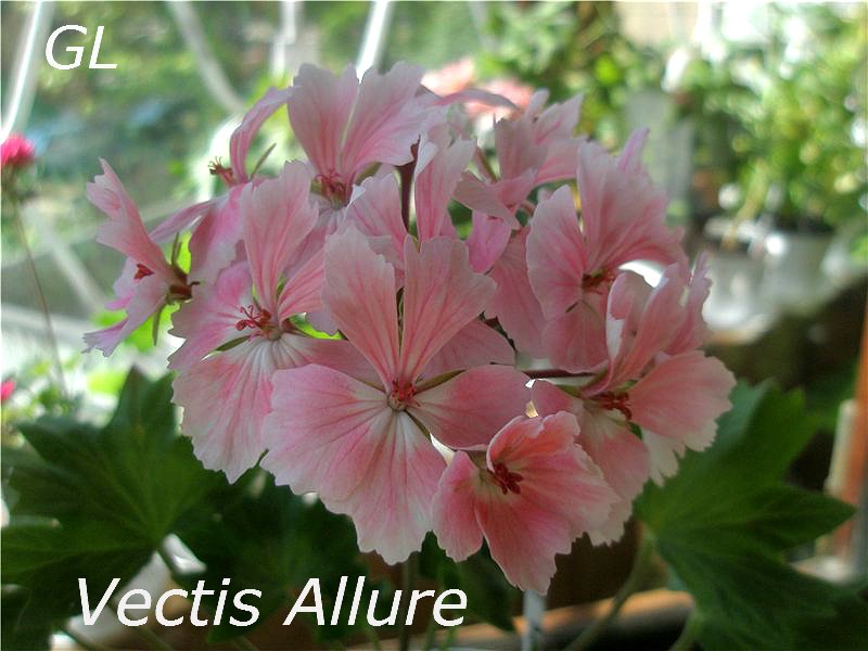  Vectis Allure 