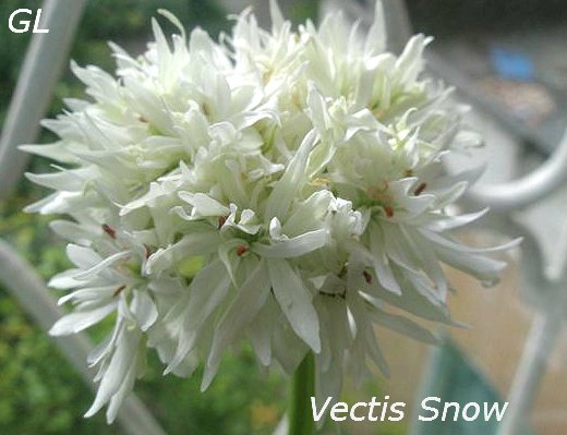  Vectis Snow 