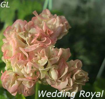  'Wedding Royale' 