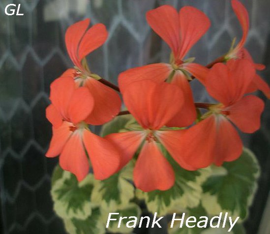  Frank Headly 