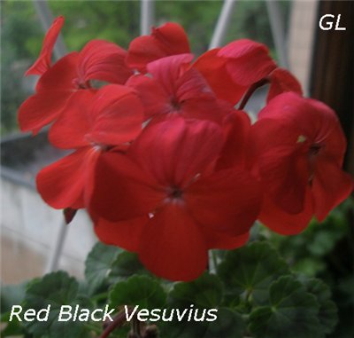  Red Black Vesuvius 