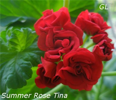  Summer Rose Tina 