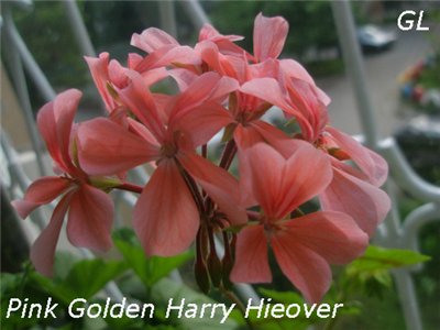  Pink Golden Harry Hiover 