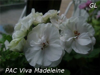  PAC Viva Madeline 