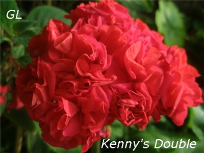  Kenny s Double 