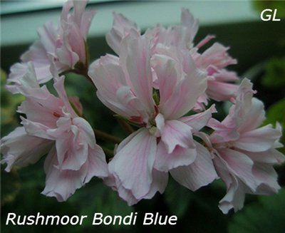  Rushmor Boondy Blue 