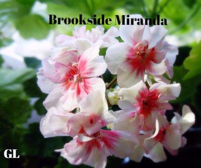  Brookside Miranda 