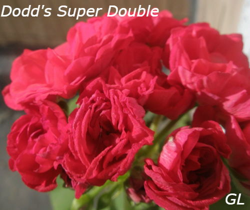  Dodd's Super Double 