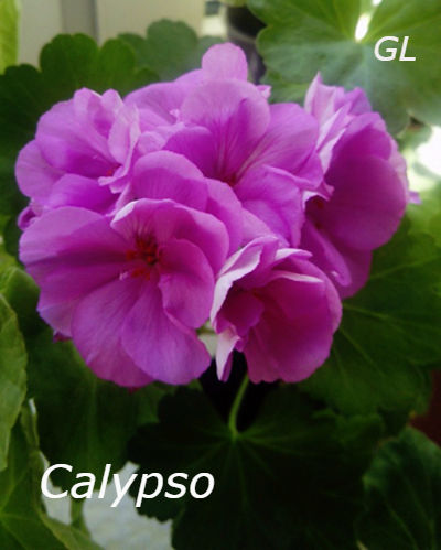  Calypso 