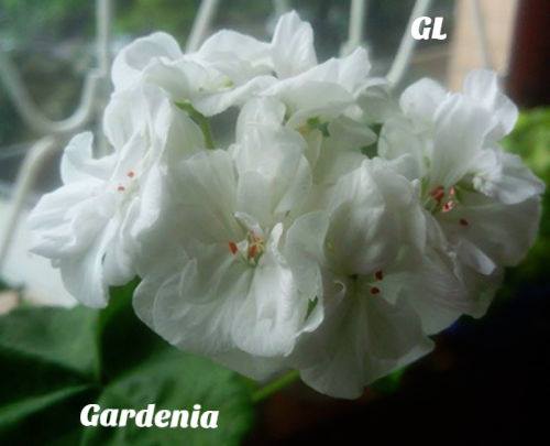   Gardenia 