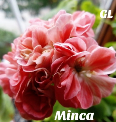  Minca 