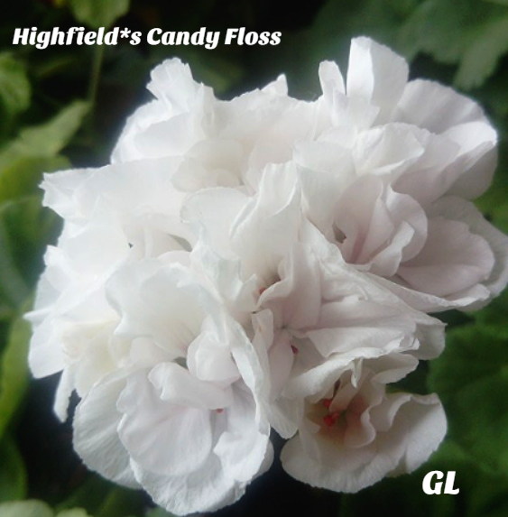  Highfield's Candy Floss 