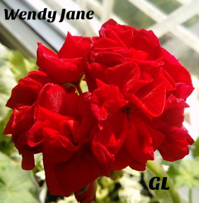  Wendy Jane 