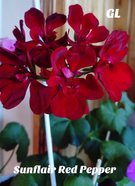  Sunflair Red Pepper 