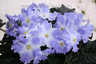 Фиалка Lyon’s Lavender Magic