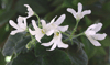 Фиалка Lunar Lily White