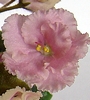 Фиалка Rob's Antiqe Rose