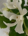 Фиалка Lunar Lilly